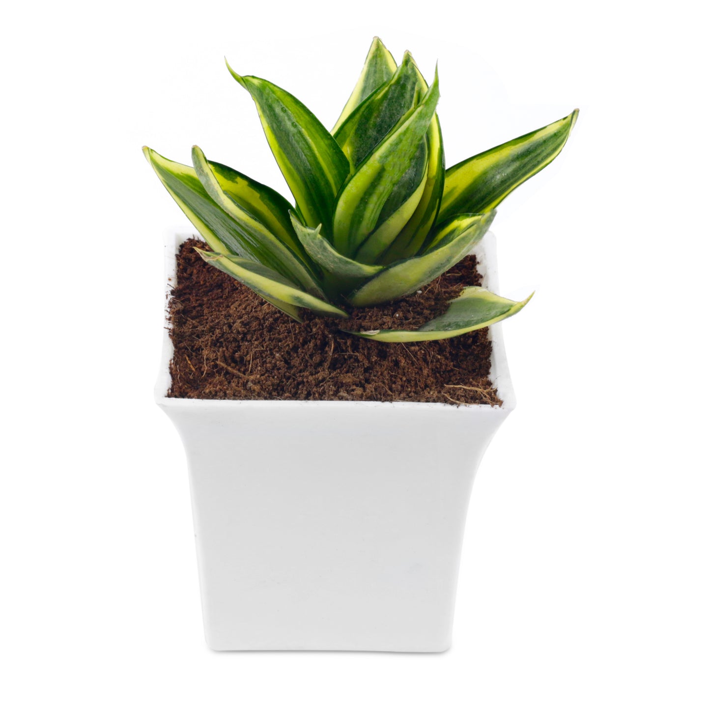 Sansevieria Mint Indoor Plant with White Square Plastic Pot