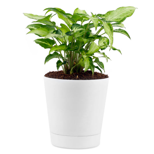 Syngonium Variegated Plant with self-watering white Pot