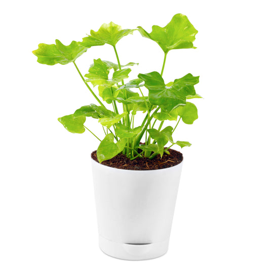 Xanadu Green Plant in White Self Wtering Pot