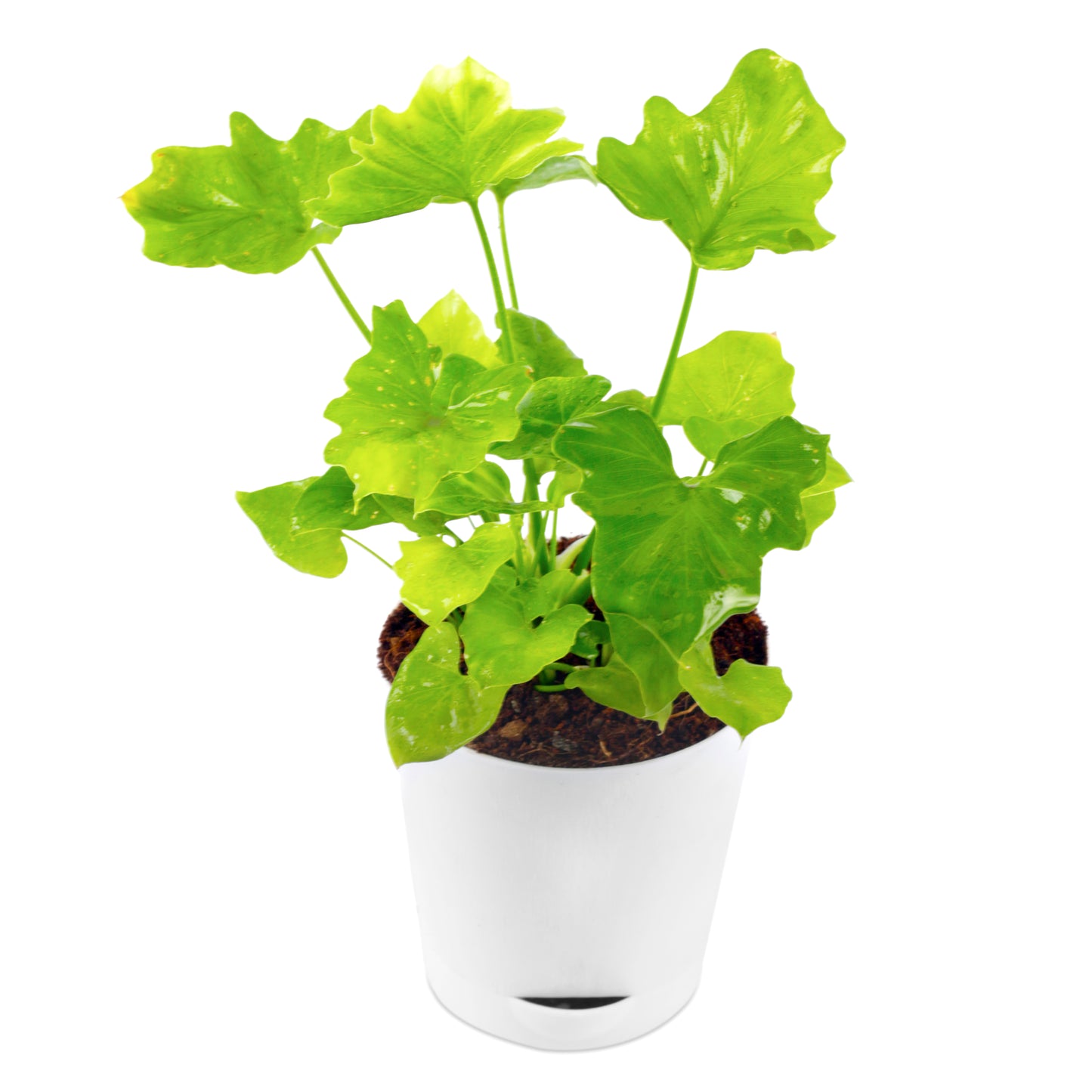 Xanadu Green Plant in White Self Wtering Pot