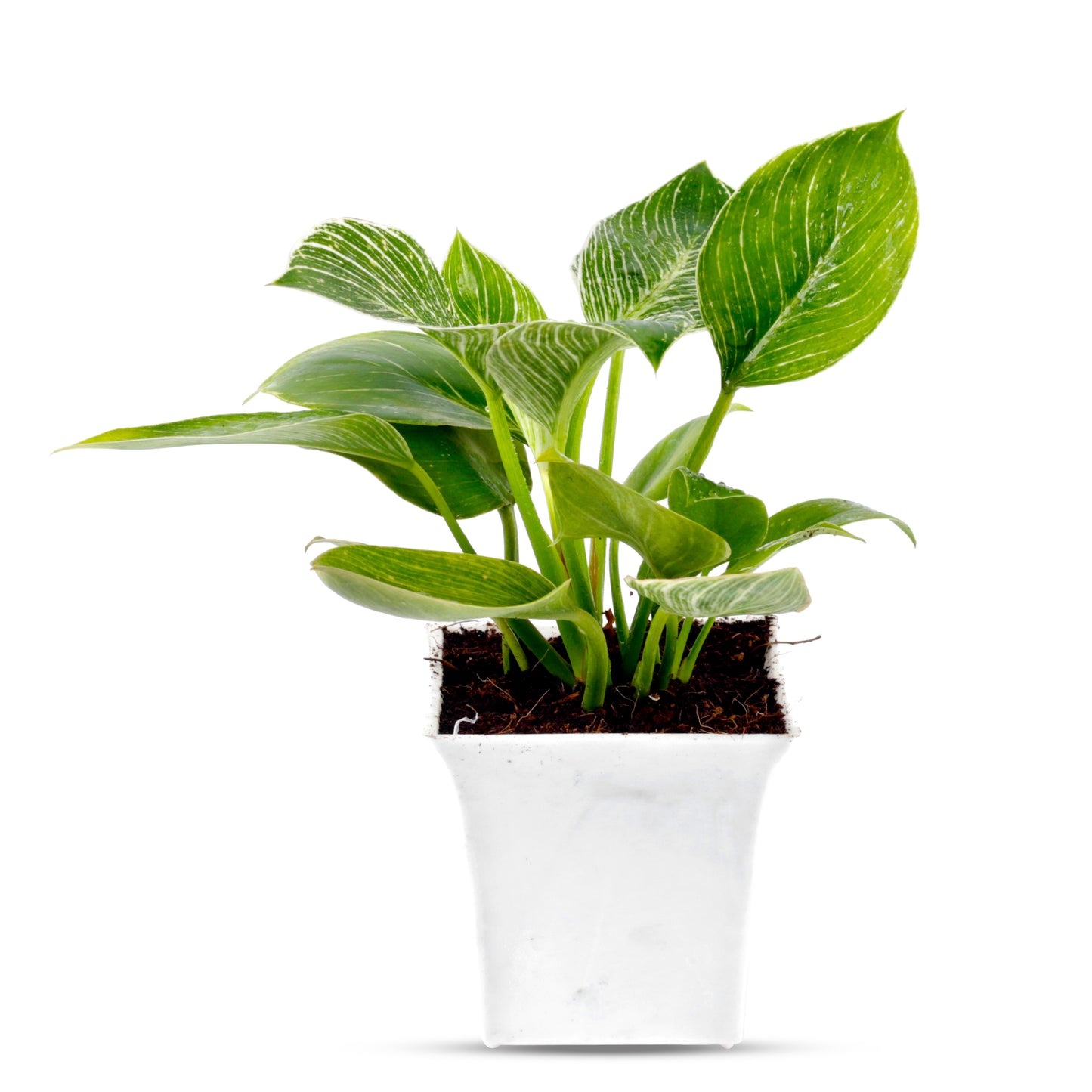 Philodendron Birkin Natural Plant with White Square Pot