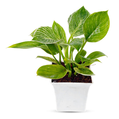 Philodendron Birkin Natural Plant with White Square Pot