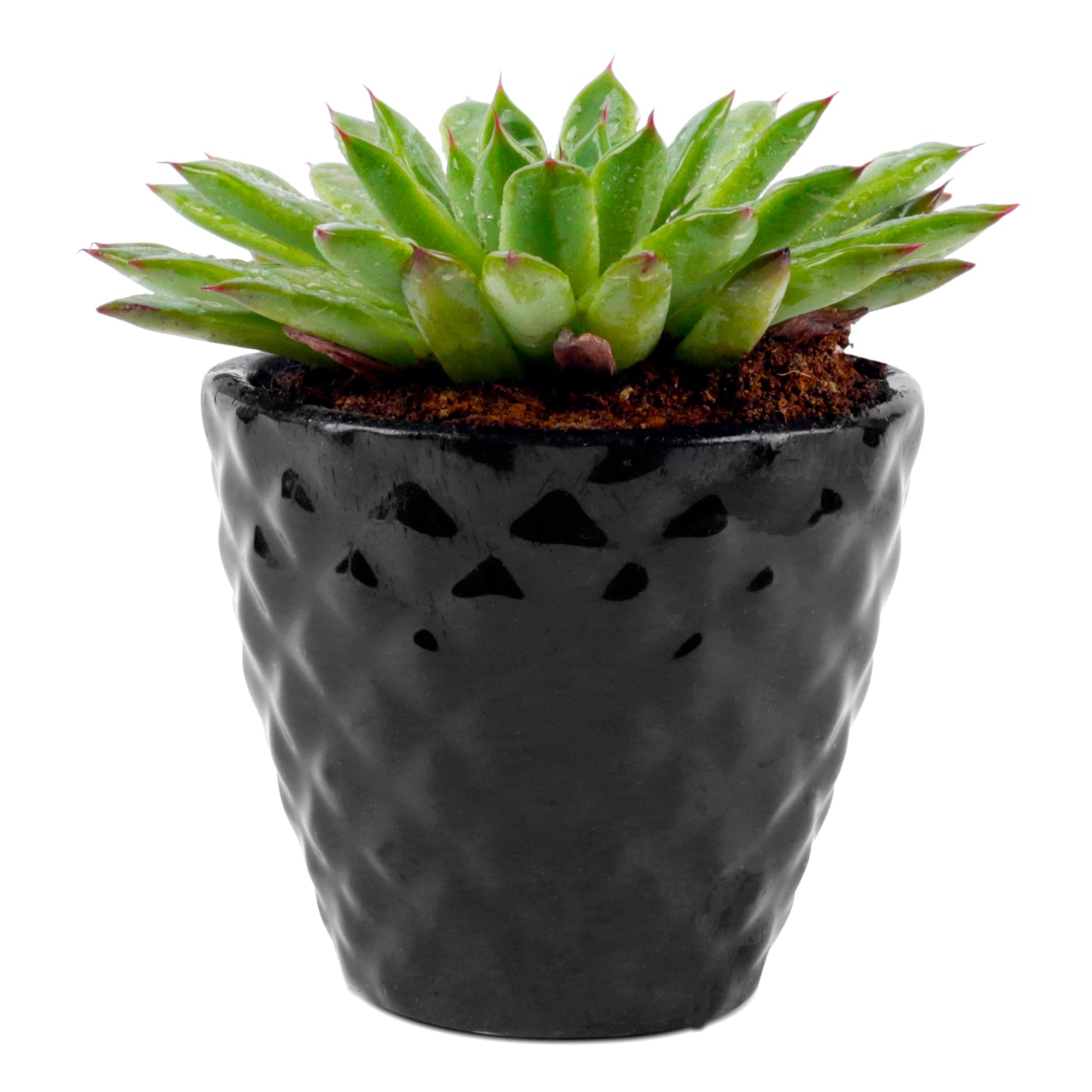 Vishnu Kamal Plant in Black Ceramic Pot