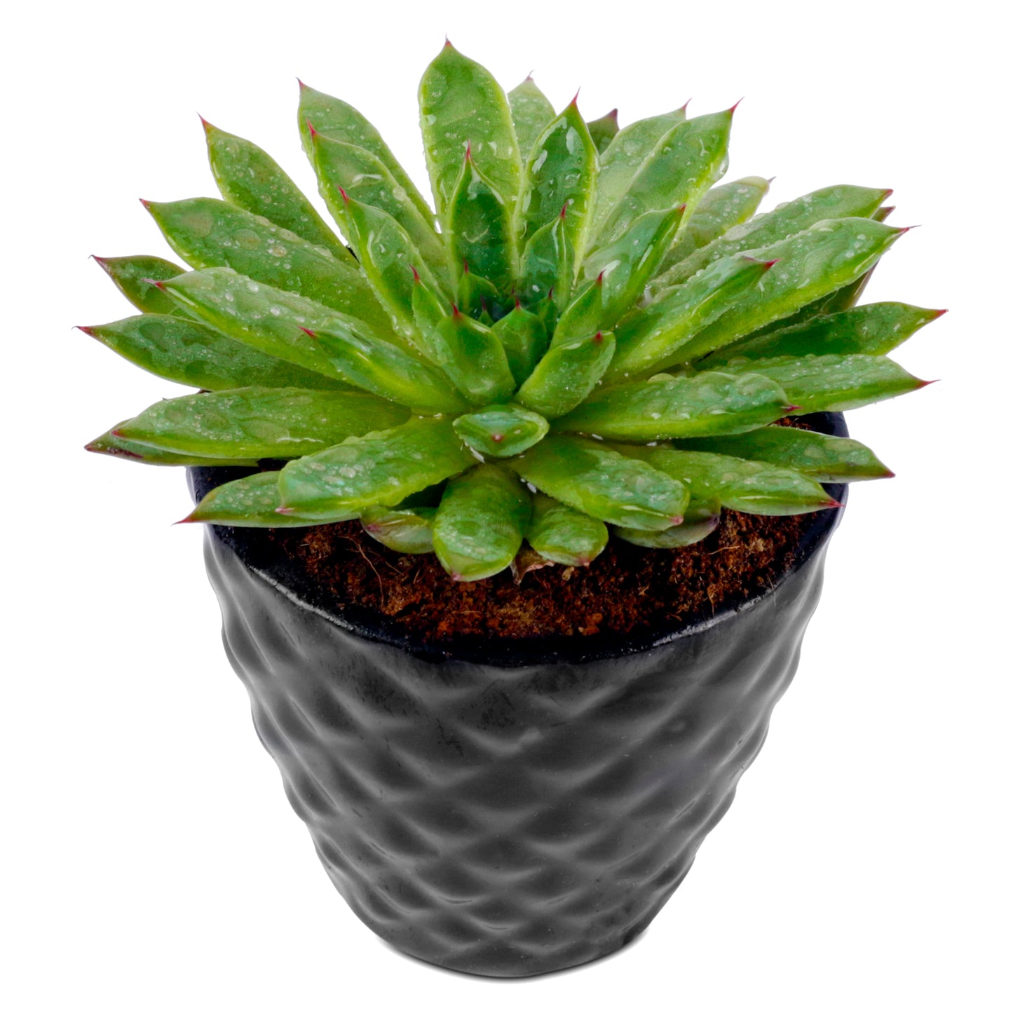 Vishnu Kamal Plant in Black Ceramic Pot