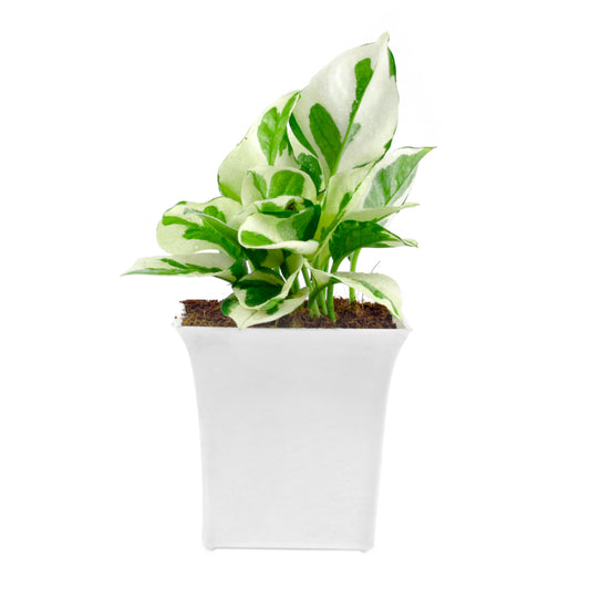 Pothos Money Plant With White Square Plastic Pot