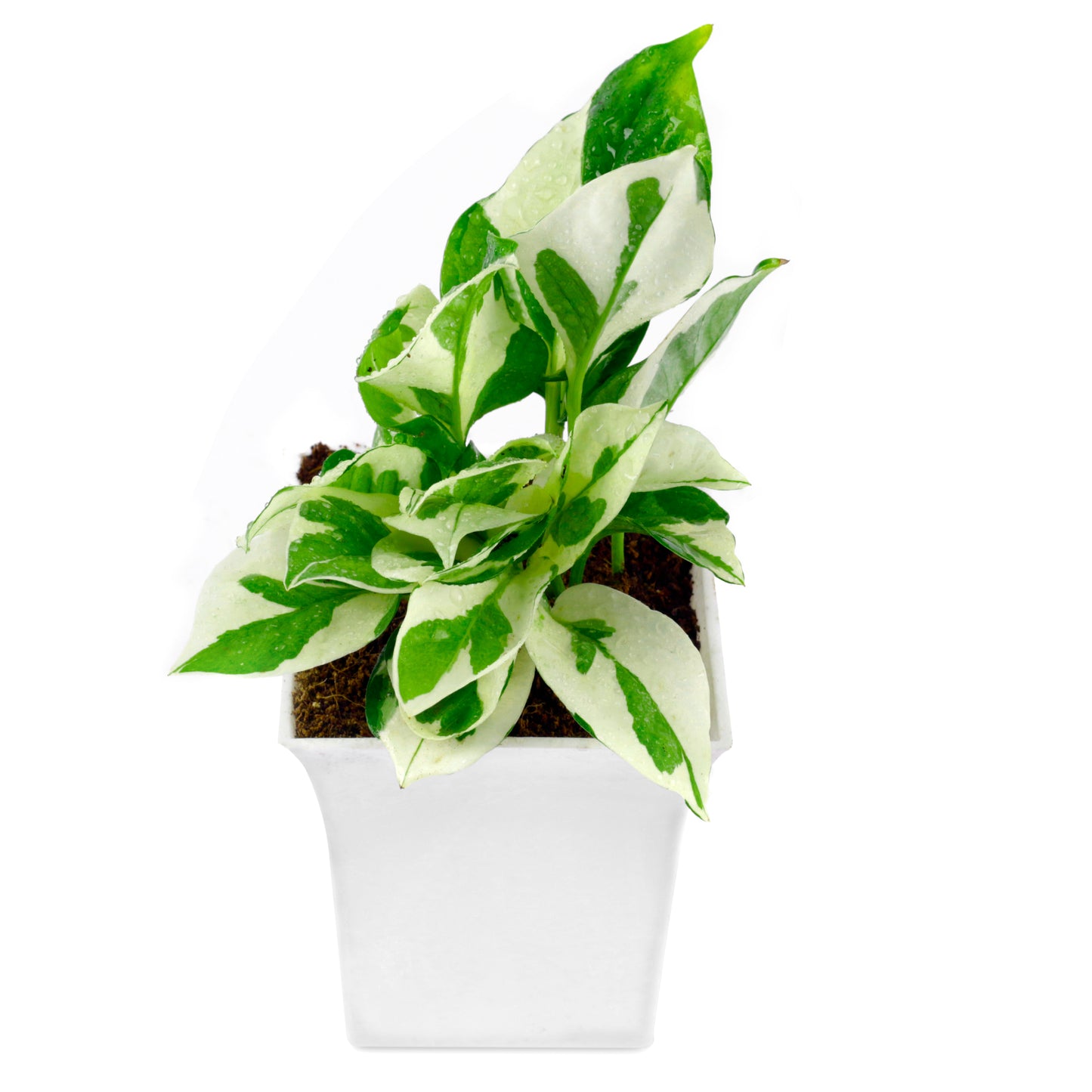 Pothos Money Plant With White Square Plastic Pot