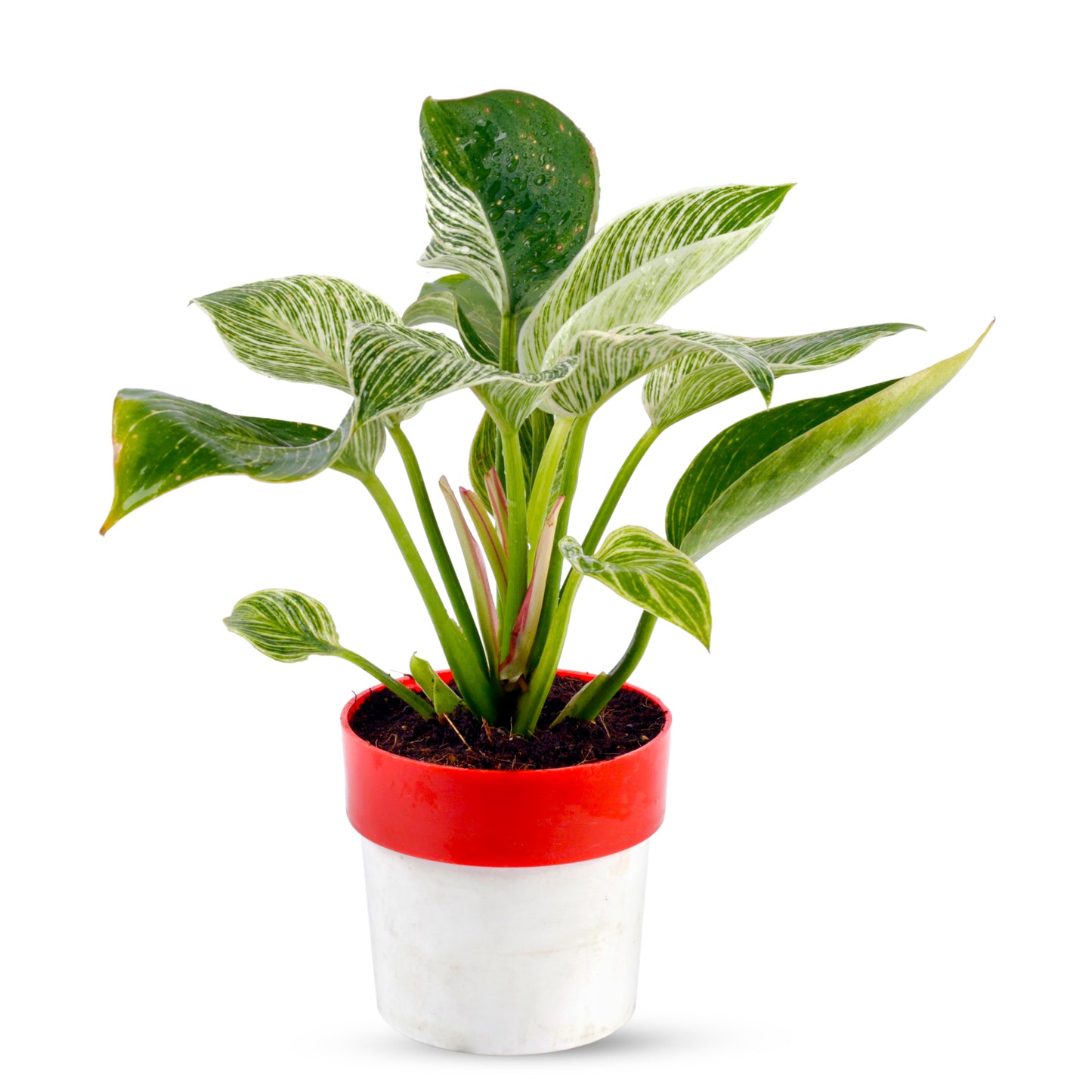 Philodendron Birkin Natural Plant with Red and White Pot