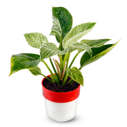 Philodendron Birkin Natural Plant with Red and White Pot