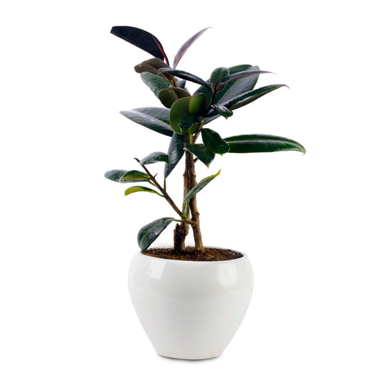 Rubber Natural Live Plant with White Pot