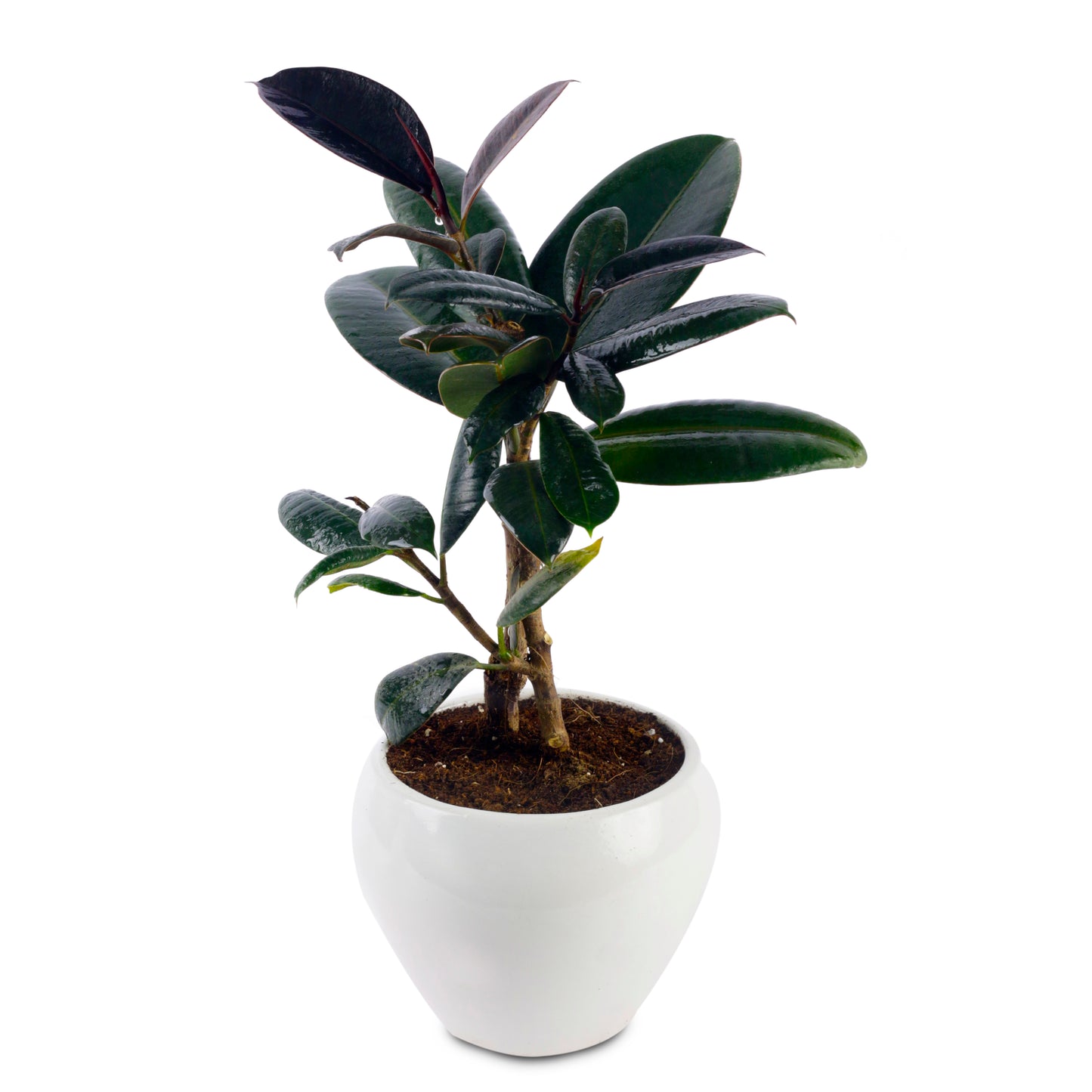 Rubber Natural Live Plant with White Pot