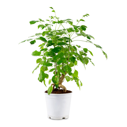 Radermachera Bonsai plant with white Nursary Pot