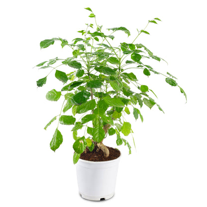 Radermachera Bonsai plant with white Nursary Pot