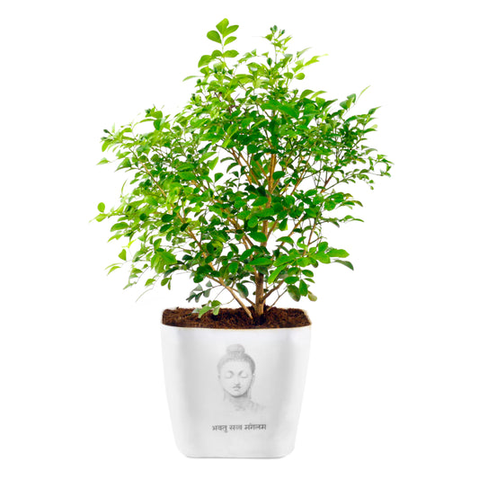 Kamini Plant in White Buddha Print Square Plastic Pot