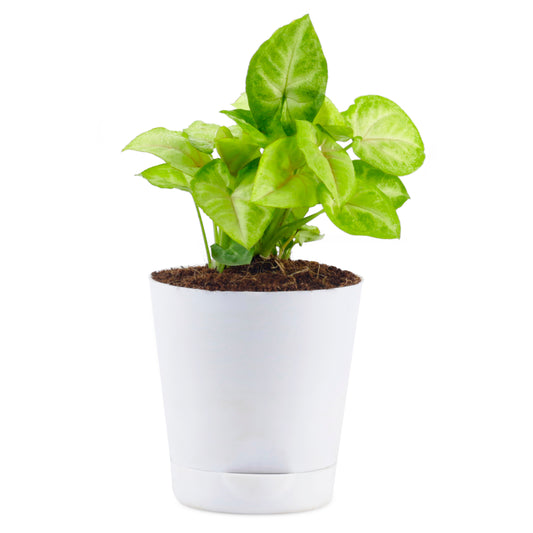 Syngonium Green Plant With Self-watering White Pot