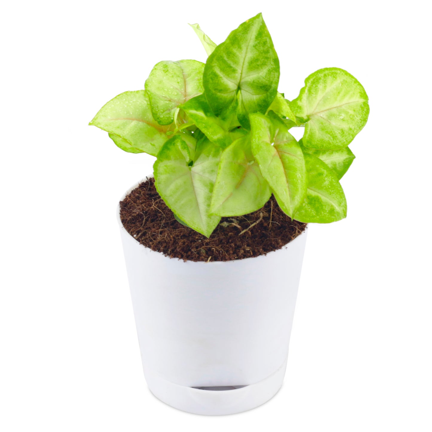 Syngonium Green Plant With Self-watering White Pot