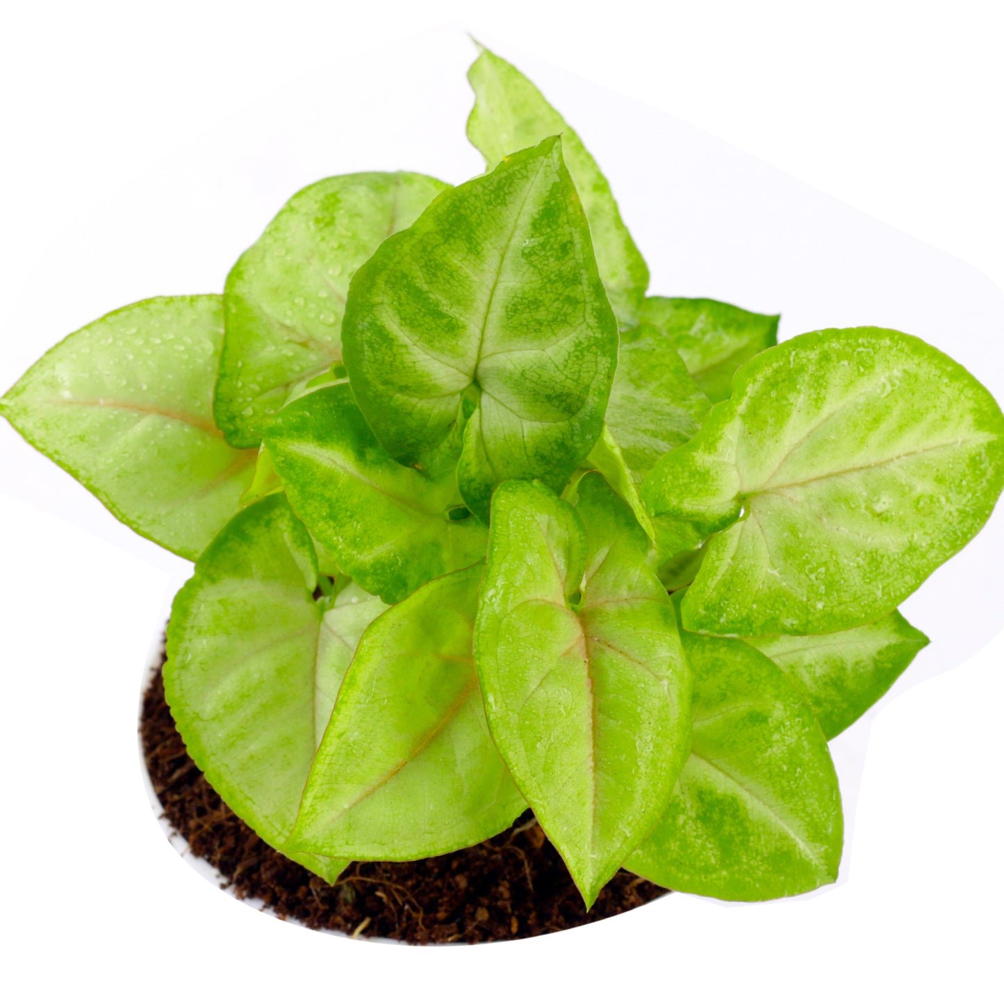 Syngonium Green Plant With Self-watering White Pot