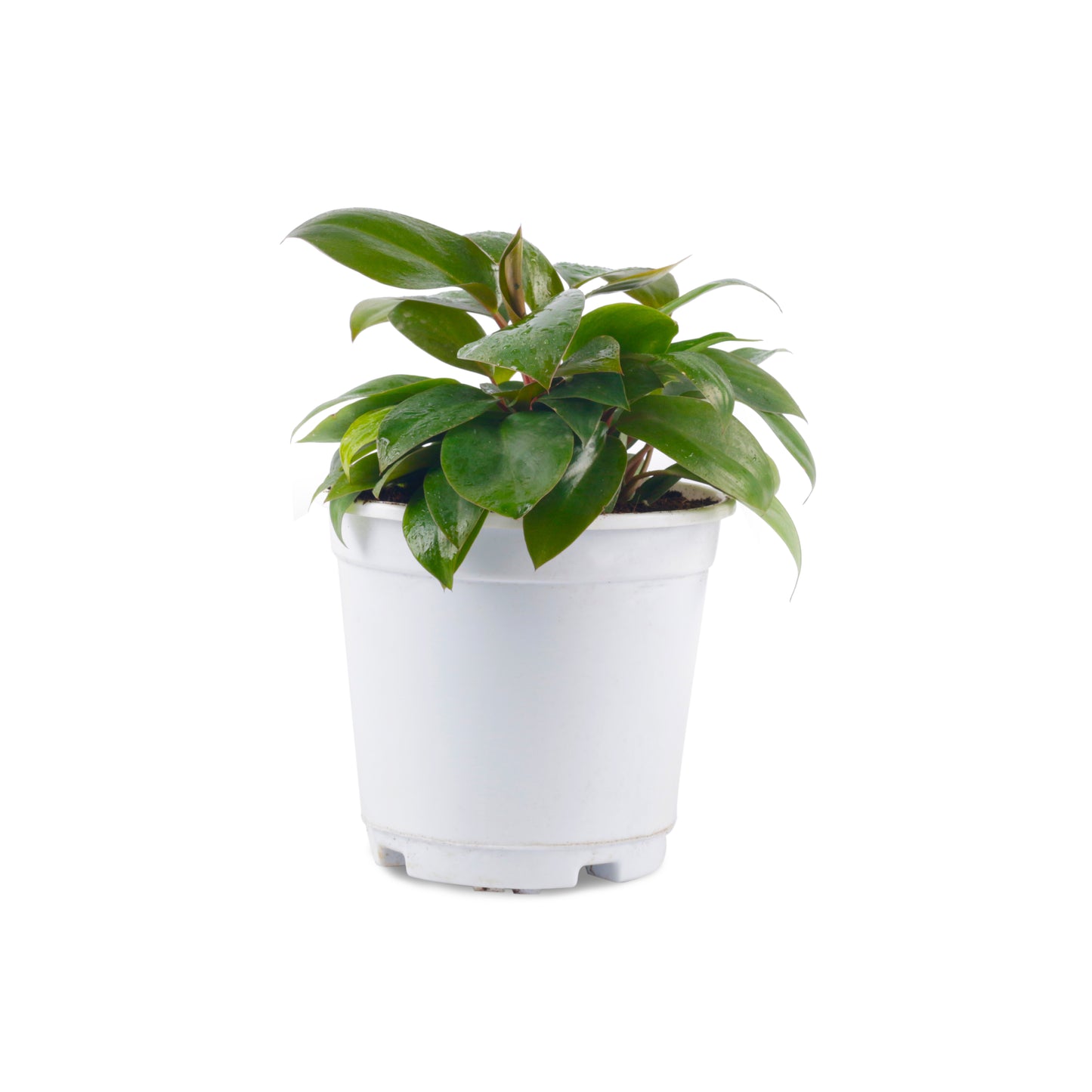 Philodendron red Live Plant with White Nursery Pot