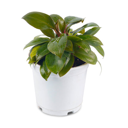 Philodendron red Live Plant with White Nursery Pot