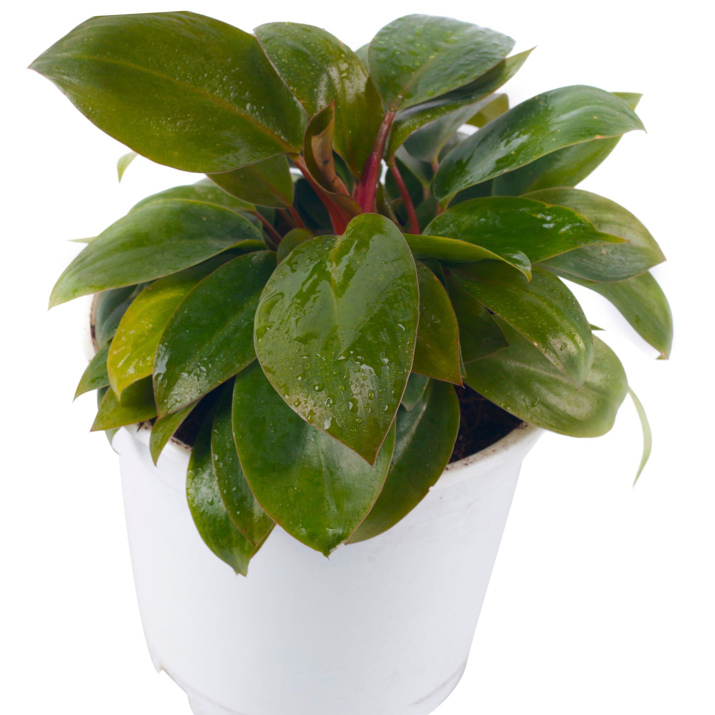 Philodendron red Live Plant with White Nursery Pot