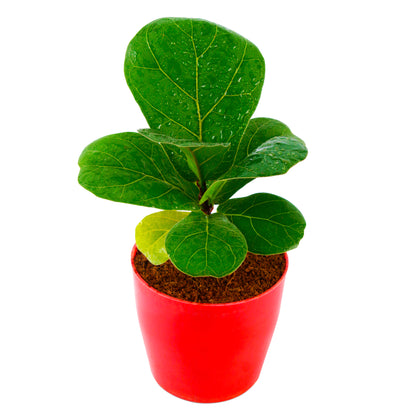 Fiddle Leaf Live Plant with red Round Plastic Pot