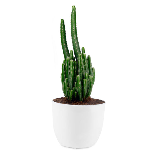 Triangular Cactus in White Round Pot