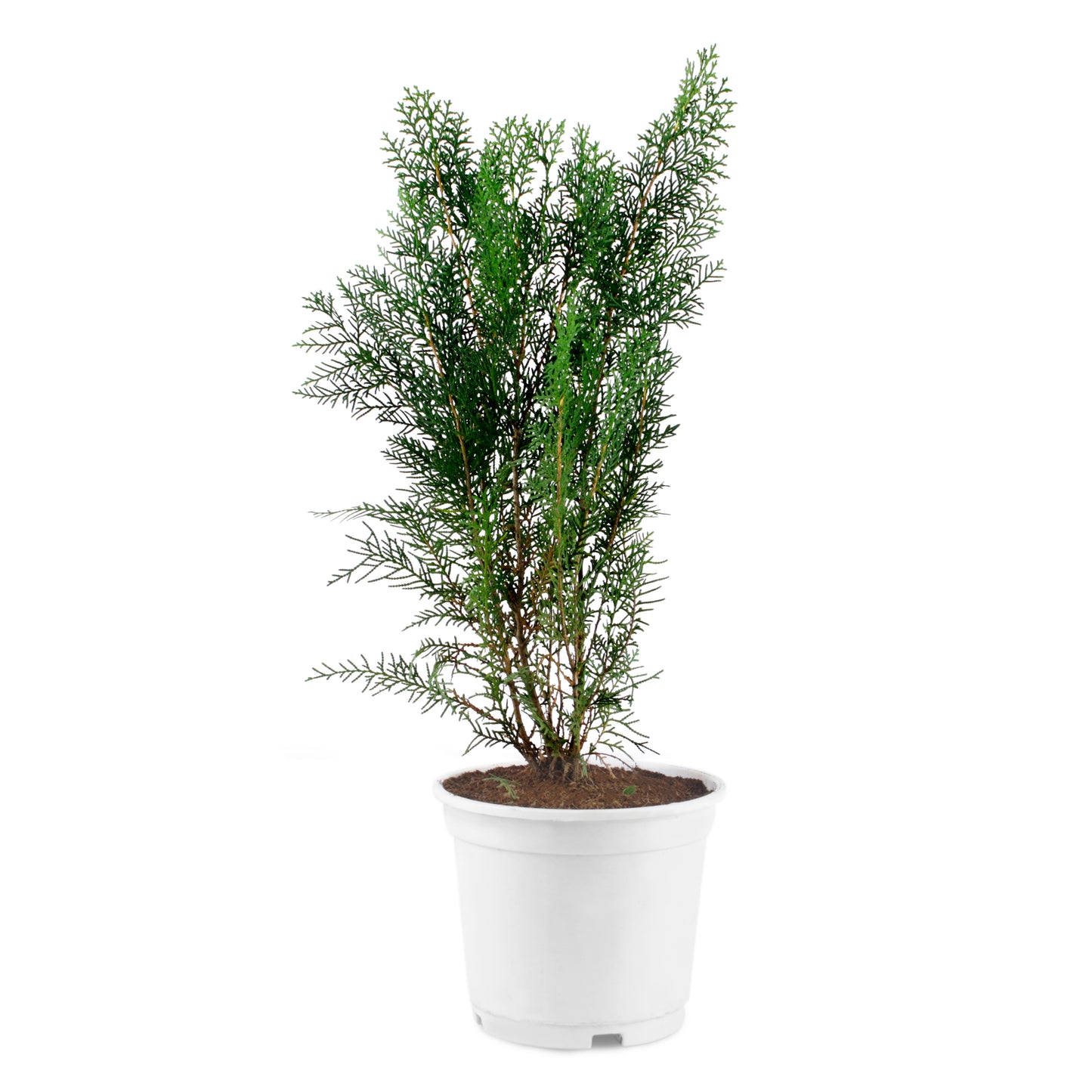 Thuja Plant in White Round Plastic Pot