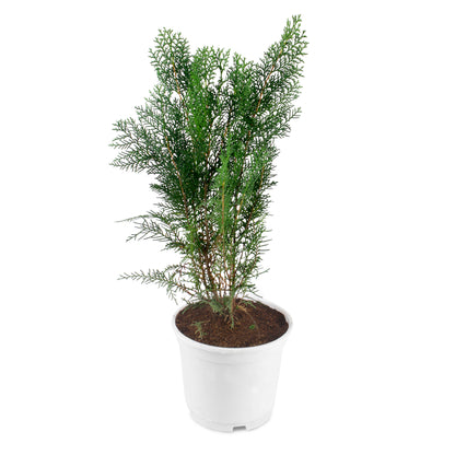 Thuja Plant in White Round Plastic Pot