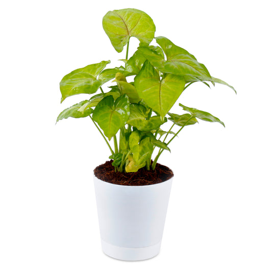 Syngonium Golden  Air Purifier Plant with White Pot