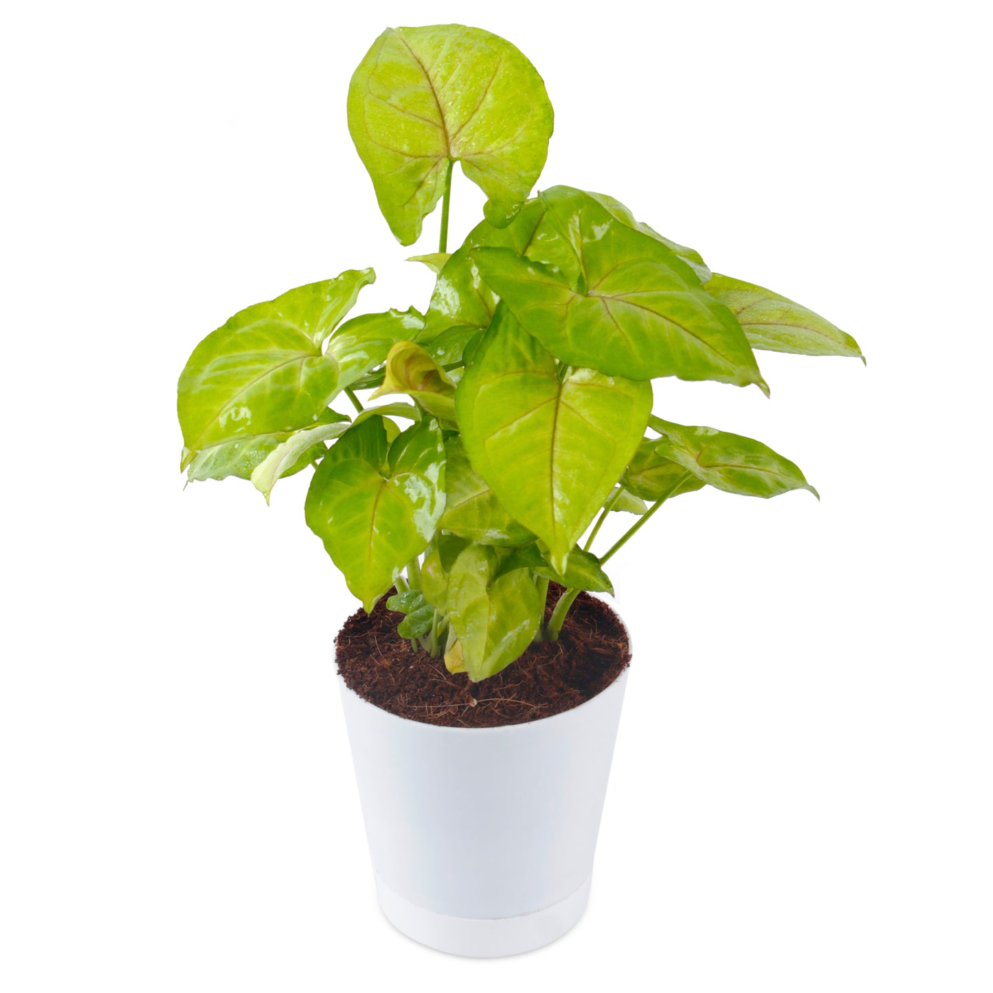 Syngonium Golden  Air Purifier Plant with White Pot