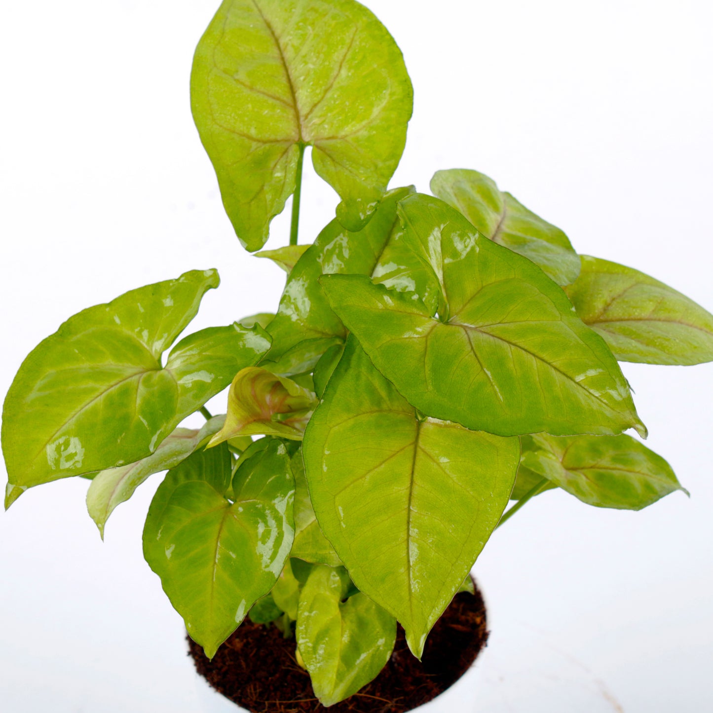 Syngonium Golden  Air Purifier Plant with White Pot