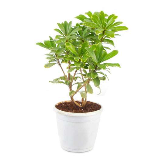 Pittosporum variegated rubber plant in white Nursery Pot