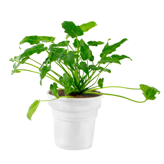 Xanadu Green Plant in White Round Pot