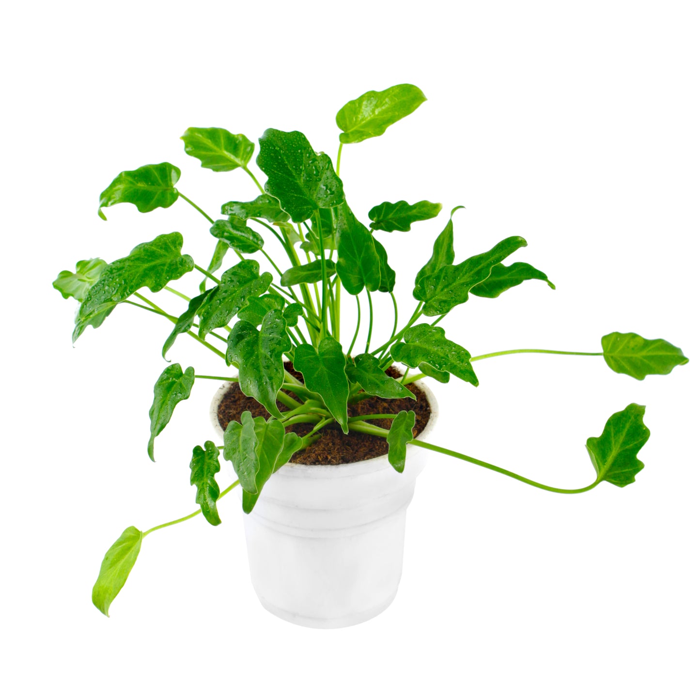 Xanadu Green Plant in White Round Pot