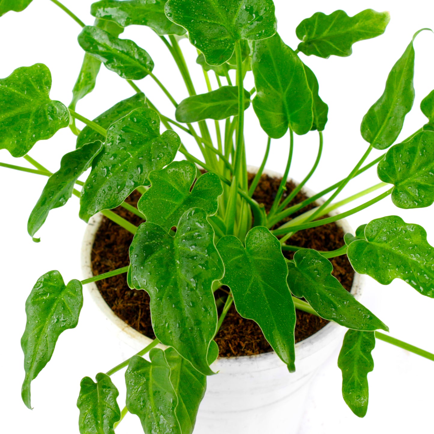 Xanadu Green Plant in White Round Pot