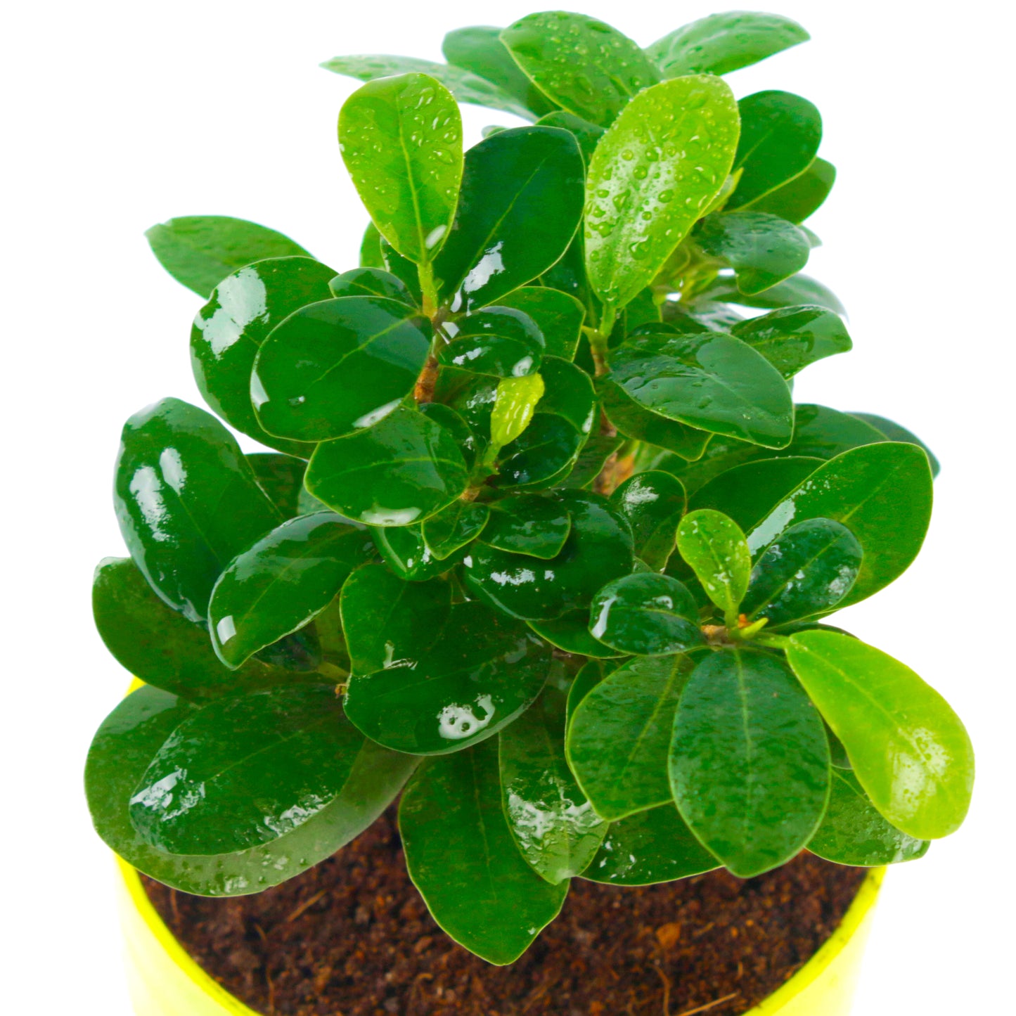 Ficus compacta Live Plant with Yellow and White Plastic Pot