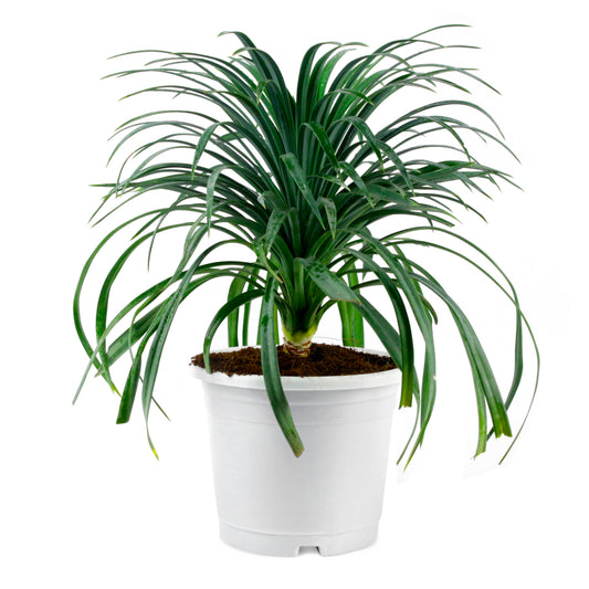 Nolina Palm/Ponytail Palm Plant – With Pot