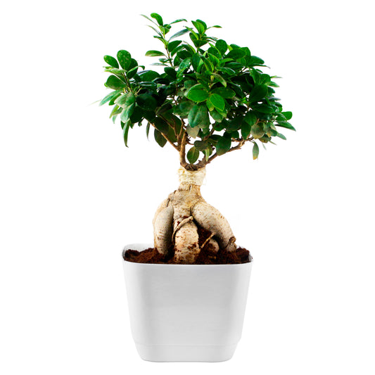 Ficus Bonsai Live Plant with White Square Plastic Pot