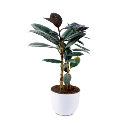 Rubber Natural Live Plant with White Round Pot