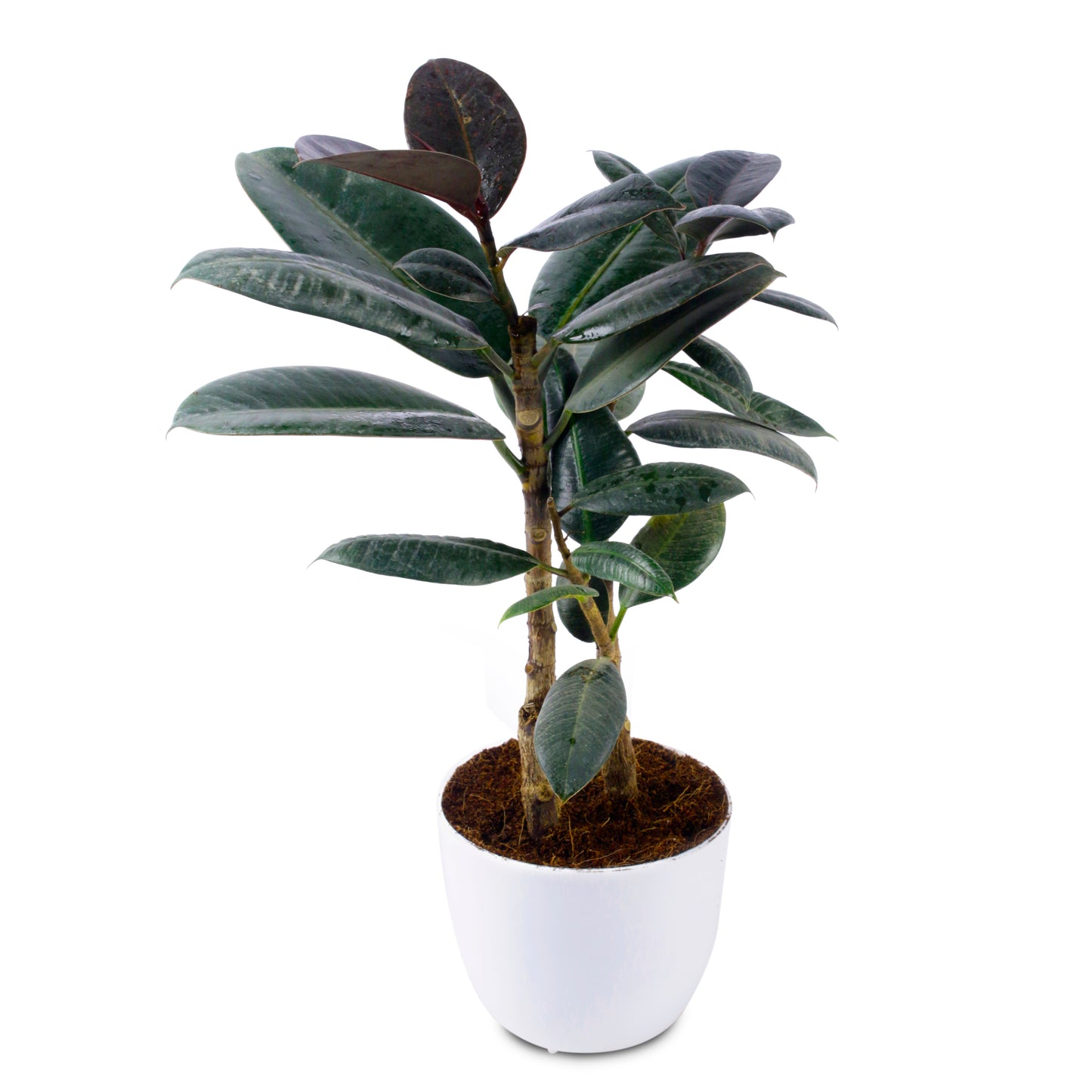 Rubber Natural Live Plant with White Round Pot