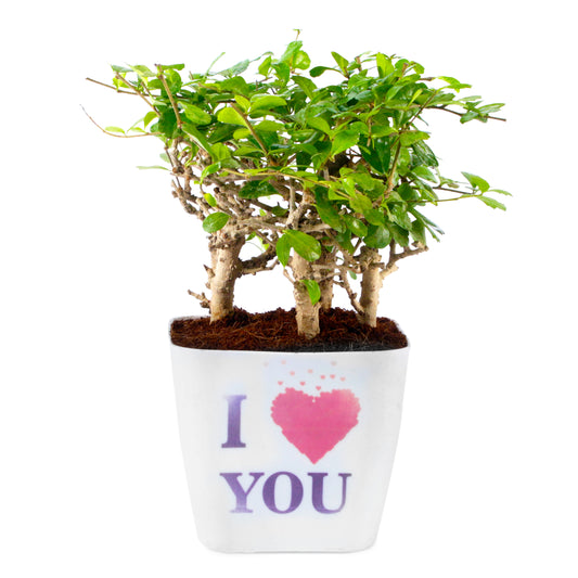 Carmona I shaped Bonsai live plant with white round plastic pot, Indoor plant, House Plant, Office Plant, Bonsai plant