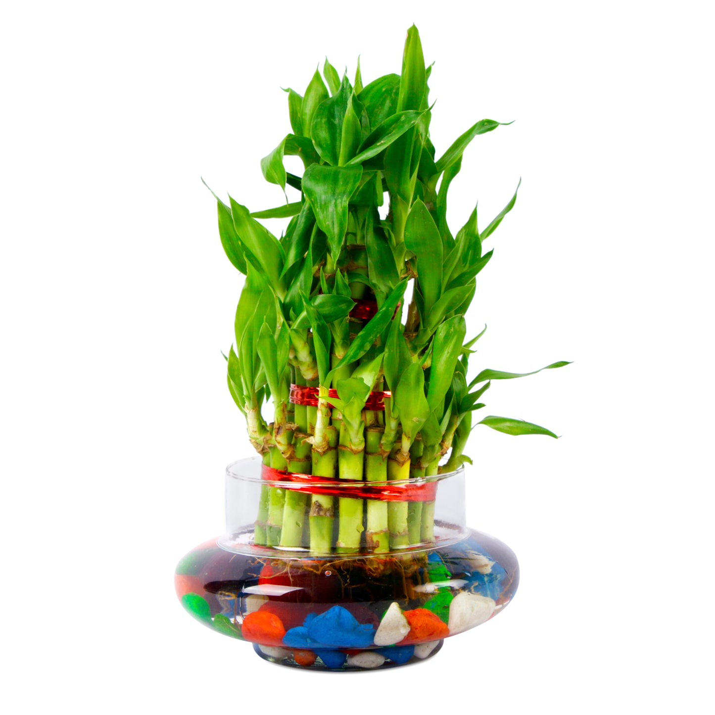 3 Layer Lucky Bamboo Plant in Glass Vase with Multicolor Stones