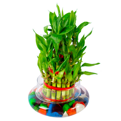 Three Layer Lucky Bamboo Plant For Feng Shui With Glass Pot