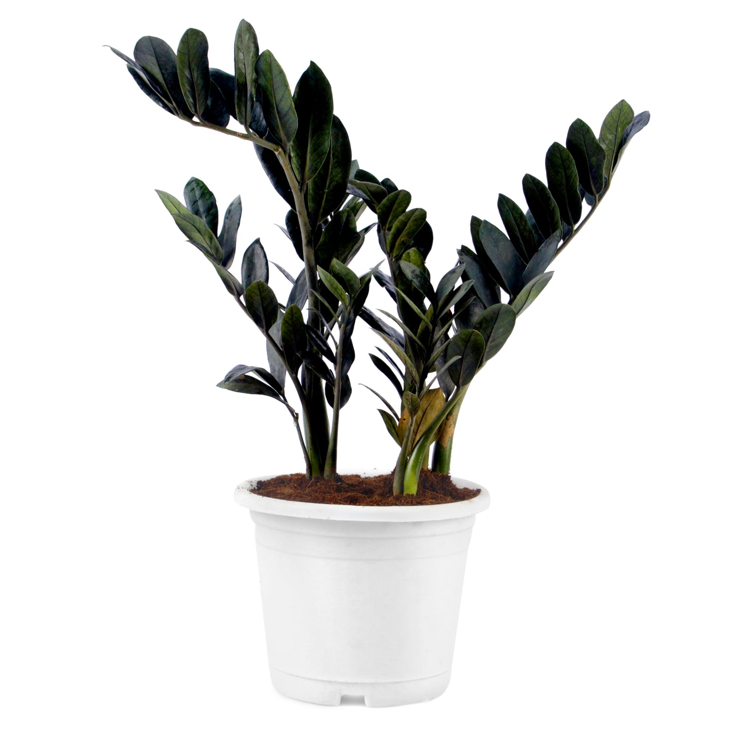 Black ZZ (Zamioculcas zamifolia )Plant in White Pot