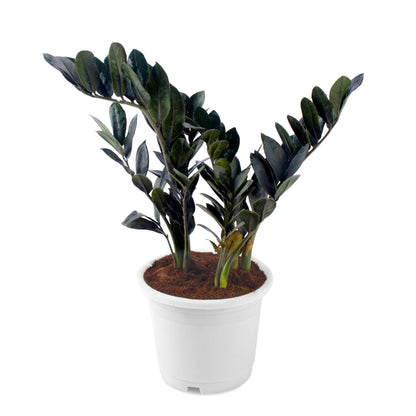Black ZZ (Zamioculcas zamifolia )Plant in White Pot