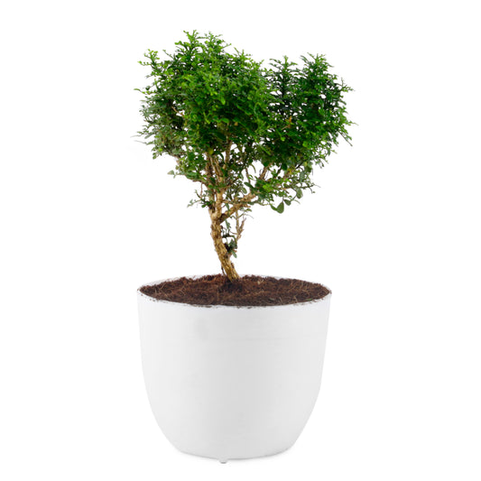 Table Kamini Plant in white Round Plastic Pot