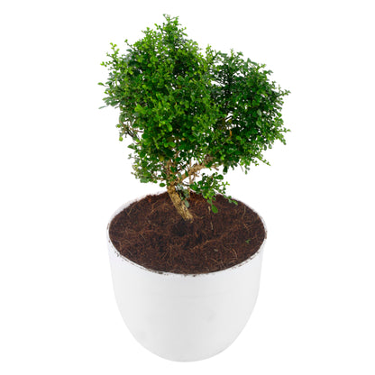 Table Kamini Plant in white Round Plastic Pot