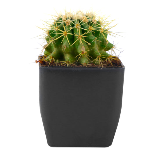 Ball Barrle Cactus Live Plant with Black Square Plastic Pot