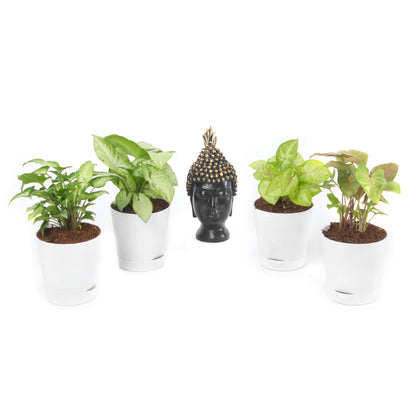 Syngonium Plant Combo ( Green, White, Bronze & Golden)