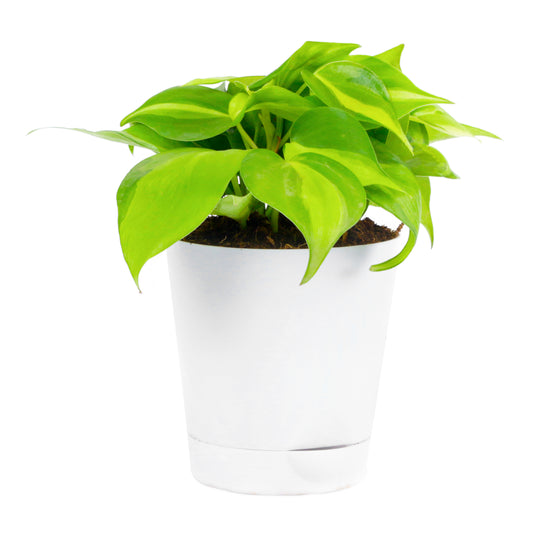 Oxycardium Variegated Green Plant with White Self Watering Pot