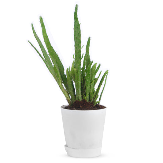 Finger Cactus Plant with Self Watering Pot For Indoor & Outdoor